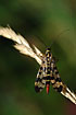 Foto af Almindelig Skorpionsflue (Panorpa communis). Fotograf: 