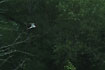 Photo ofCommon Tern (Sterna hirundo). Photographer: 