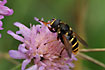 Unidentified syrphid fly