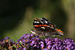 Red Admiral on butterfly bush
