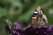 Red Admiral wing underside (on butterfly bush)