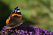 Red Admiral wing upperside (on butterfly bush)
