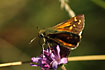 Silver-spotted Skipper wing upperside