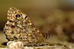 Photo ofWall Brown (Lasiommata megera). Photographer: 