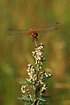 Photo ofYellow-winged Darter (Sympetrum flaveolum). Photographer: 
