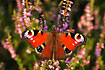 Peacock Butterfly on heather