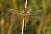 Old and worn Yellow-winged Darter