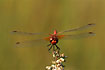 Yellow-winged Darter seen directly from the front