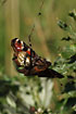 Foto af Kvadratedderkop (Araneus quadratus). Fotograf: 