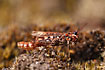 Photo ofMottled Grasshopper (Myrmeleotettix maculatus). Photographer: 