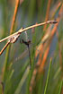 Foto af Almindelig Kobbervandnymfe (Lestes sponsa). Fotograf: 