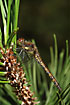 Photo ofCommon Darter (Sympetrum striolatum). Photographer: 