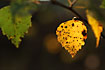 Autumn mood (birch)