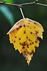 Leaf from Silvery Birch coloured by autumn