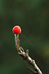 A lonely red berry