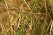 Photo ofLarge Marsh Grasshopper (Mecostethus grossus). Photographer: 