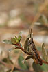 Unidentified field grasshopper