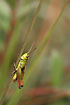 Photo ofMeadow Grasshopper (Chorthippus parallelus). Photographer: 