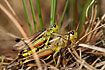 Photo ofLarge Marsh Grasshopper (Mecostethus grossus). Photographer: 
