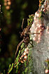 Foto af Almindelig Rovedderkop (Pisaura mirabilis). Fotograf: 
