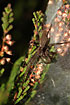 Photo ofNursery Web Spider (Pisaura mirabilis). Photographer: 