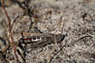 Foto af Almindelig Markgrshoppe (Chorthippus brunneus). Fotograf: 