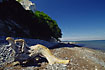 Mn`s Klint with driftwood in the foreground