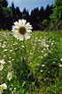 Backlit White Oxeye Daisy photographed with a wideangle lens
