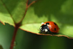 Seven-spotted Ladybird on a rose leaf. The beetle is a great help for gardeners in the fight against aphids.