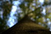 An image of a beech tree photographed in a very shallow depth of field