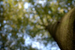 An image of a beech tree with the tree top totally out of focus