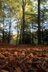 Autumn-forest floor in the beech forest (mixed forest but mainly beech).