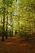 Autumn mood in the beech forest