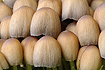 Crowded in mushroom-land