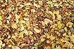 Autumn-coloured forest floor