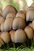 Mushroom crowd