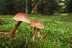 Unidentified mushrooms onthe forest floor in a spruce plantation