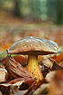 Unidentified mushroom on the forest floor (beech-mixed forest)