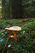 Moshrooms on the forest floor (spruce plantation)