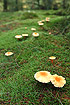 Mushroom trail through the forest