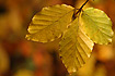 Autumn coloured beech foilage
