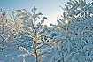 The low winter sun peaks through the snow-covered vegetation