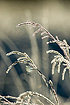 Frost covered grass