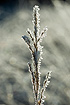 Hoarfrost covered grass