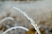 Grass covered with ice crystals