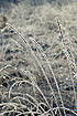 Ice crystals on grass