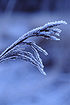 Frost covered Reed at Hampen Soe