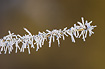Hoar frost has formed long ice crystals