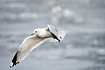 Flying Common Gull