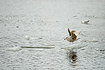 Juvenile Herring Gull attempts to keep it`s balance on a piece of ice